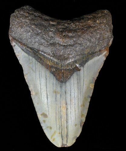 Bargain, Megalodon Tooth - North Carolina #67103